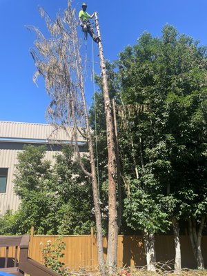 Nootka Cypress (Yellow Cedar) Tree Removal - Safely and efficiently remove the Nootka Cypress to clear the area