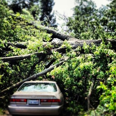 Emergency Tree Services + Storm & Wind Damage Cleanup - * 24/7 Emergency Tree Service * If you experience any of the following , call us right away!
- Trees leaning or starting to uproot
- Tree fallen on your house
- Nearby trees severely damaged by wind, hail or lightning
- Electrical wires grounded by a fallen tree
- Broken branches hanging above your house or car
In emergency situations, and especially after a storm, the surrounding area where trees have fallen is extremely unsafe. Trees and branches may
be under extreme pressure - if they break, they can cause severe injury or death. Other trees or limbs may be hanging and ready to fall. Power
lines may be down and the ground or surroundings may be electrified.
Emergency tree service is not like regular tree work - it is extremely dangerous and full of surprise variables. Please do NOT attempt to remove, prune or otherwise tackle trees that have fallen or been damaged by a storm or other event. Leave these dangerous situations to the professionals who have the experience, equipment and specialized training to safely deal with damaged trees. Emergency Tree Services + Storm & Wind Damage Cleanup - * 24/7 Emergency Tree Service * If you experience any of the following , call us right away!
- Trees leaning or starting to uproot
- Tree fallen on your house
- Nearby trees severely damaged by wind, hail or lightning
- Electrical wires grounded by a fallen tree
- Broken branches hanging above your house or car
In emergency situations, and especially after a storm, the surrounding area where trees have fallen is extremely unsafe. Trees and branches may
be under extreme pressure - if they break, they can cause severe injury or death. Other trees or limbs may be hanging and ready to fall. Power
lines may be down and the ground or surroundings may be electrified.
Emergency tree service is not like regular tree work - it is extremely dangerous and full of surprise variables. Please do NOT attempt to remove, prune or otherwise tackle trees that have fallen or been damaged by a storm or other event. Leave these dangerous situations to the professionals who have the experience, equipment and specialized training to safely deal with damaged trees.
