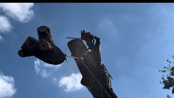 Removal - This was a big cedar elm removal performed in downtown Austin following all safety precautions Removal - This was a big cedar elm removal performed in downtown Austin following all safety precautions