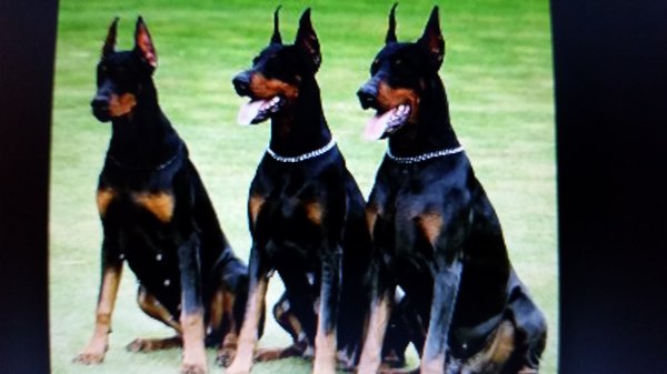 Severe Aggression Changed - Whatever your need, you can call me and I'll help with it,...I train in peoples homes where the dog is more comfortable and we are able to train to your specifications. I am a Licensed / Certified Veterinary Behavioral Specialist Training in basic and advanced obedience, service and therapy training, specializing in aggression and behavior problems,.Elite K-9 Training., All positive methods of training.,.. Other clients in your area. Please call me with any questions you may have after viewing thousands of references and reviews from across the country at my website (www.winddancerreferrals.com) . I am available to be reached from 10 am-10 pm Monday-Saturday at 262-203-4193. (Please note: I train nationwide..I am now taking appointments. Thank you and have a Blessed Day! Susie/Owner of Wind Dancer Referrals. (PLEASE CALL FOR DETAILS OR QUESTIONS) Severe Aggression Changed - Whatever your need, you can call me and I'll help with it,...I train in peoples homes where the dog is more comfortable and we are able to train to your specifications. I am a Licensed / Certified Veterinary Behavioral Specialist Training in basic and advanced obedience, service and therapy training, specializing in aggression and behavior problems,.Elite K-9 Training., All positive methods of training.,.. Other clients in your area. Please call me with any questions you may have after viewing thousands of references and reviews from across the country at my website (www.winddancerreferrals.com) . I am available to be reached from 10 am-10 pm Monday-Saturday at 262-203-4193. (Please note: I train nationwide..I am now taking appointments. Thank you and have a Blessed Day! Susie/Owner of Wind Dancer Referrals. (PLEASE CALL FOR DETAILS OR QUESTIONS)