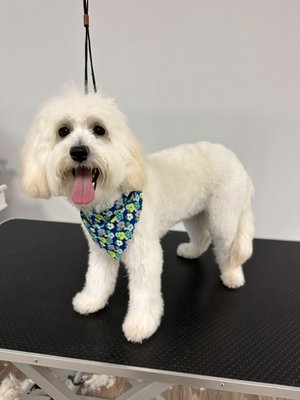 Small dogs haircuts! - Full grooming service included : nail trim and grind , teeth brushing, express glands, ear cleaning and choice of haircut ..