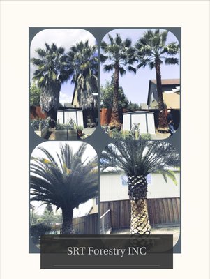 Palm Tree Cleaning Services - Before and after photos of our palm tree cleaning services. Did you know that roof rats are agile climbers and usually live and nest above ground in shrubs, trees, and dense vegetation such as Ivy and dead palm fronds? Inspect your yard and home thoroughly today by calling a professional vegetation management company at 707-230-4686. We know trees. Palm Tree Cleaning Services - Before and after photos of our palm tree cleaning services. Did you know that roof rats are agile climbers and usually live and nest above ground in shrubs, trees, and dense vegetation such as Ivy and dead palm fronds? Inspect your yard and home thoroughly today by calling a professional vegetation management company at 707-230-4686. We know trees.