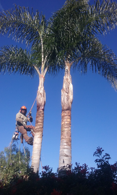 Palm tree pruning - Palm tree pruning Palm tree pruning - Palm tree pruning