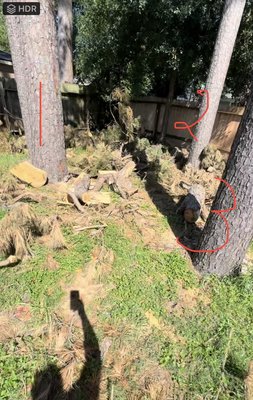 Removing (4) pine trees starting to crumble little by little - In Business Since 2020

8+ years exp - We are a locally owned and operated company that values honesty and integrity and treats your property with respect and care. We offer tree trimming and removal services that are customizable to the needs of the home or business owner. We pride ourselves on the quality of our work as well as our commitment to outstanding results. We look forward to building lasting relationships with our clients and guarantee your satisfaction!