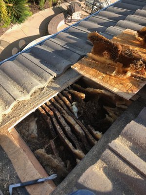 Honey Bee Hive Removed from Roof - If you have bees or just have questions, we have the resources available to answer and help with any Bee related issues you may have. We work with a network of people across Southern California assisting many beekeepers and pest control companies to employ only the best methods to save as many bees as possible. Call Affordable Bee Services today!
#Beeremoval Honey Bee Hive Removed from Roof - If you have bees or just have questions, we have the resources available to answer and help with any Bee related issues you may have. We work with a network of people across Southern California assisting many beekeepers and pest control companies to employ only the best methods to save as many bees as possible. Call Affordable Bee Services today!
#Beeremoval