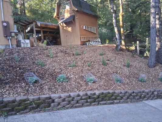 Native Landscape Design & Installation - This client recently purchased a home in Forestville and wanted to transform the front of the property (particularly along the driveway) into a landscape that would convey beauty, elegance, and curb appeal for visitors and individuals driving by. The client also requested a design that would hide the storage sheds from view while remaining low-maintenance throughout the year.

This project was both exciting and challenging due to several environmental factors. The property sits within a forest environment, meaning wildlife pressures (especially deer) had to be considered because the area is unfenced. Although the planting zone is an opening in the forest and receives more sun, it still experiences significant shade for many hours of the day and during many seasons of the year. Therefore, the plant palette needed to be:

- Deer resistant
- Drought tolerant
- Shade and sun adaptable
- Visually appealing

To meet these goals, we selected a combination of elegant and resilient California natives, including:

- California Wax Myrtle – Planted along the upper edge of the landscape to form a tall, natural hedge that screens the sheds from view.
- Sticky Monkey Flower
- Bush Anemone
- Alum Root
- Douglas Iris

All of these plants are well-suited to the site’s conditions and provide seasonal color, texture, and year-round structure. Except for the California Wax Myrtle (chosen for height and screening), each plant offers vibrant blooms that contribute to a refined and welcoming aesthetic.

The final design achieves the client’s goals by creating a low-maintenance, deer-resistant, shade-tolerant, and visually striking landscape that enhances the home’s presence while blending and coexisting seamlessly with the surrounding forest ecosystem.