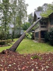 Emergency Storm Damage Clean Up - When a storm takes out your precious green friends we can help!