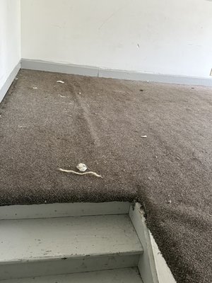Carpet Replacement - This renovation was done in an apartment after the tenants moved out, the size of the room was 215 square feet. The carpet was destroyed by animal usage and smelled terrible. The best thing to do was removing the old carpet and cleaning the floor with a cleaning solution. Once it was dry, I applied odor killing priming to prevent any residual smell from lingering. Had to install all new tack strips for carpet, there was never any before. Then lastly installed the new carpet and trim boards. Carpet Replacement - This renovation was done in an apartment after the tenants moved out, the size of the room was 215 square feet. The carpet was destroyed by animal usage and smelled terrible. The best thing to do was removing the old carpet and cleaning the floor with a cleaning solution. Once it was dry, I applied odor killing priming to prevent any residual smell from lingering. Had to install all new tack strips for carpet, there was never any before. Then lastly installed the new carpet and trim boards.