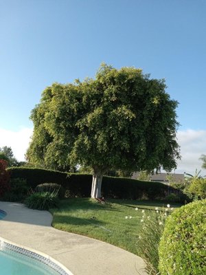 Tree trimming - This client just wanted a cleaning in the tree no later than 3 hours we took all the garbage and the client was happy with the work Tree trimming - This client just wanted a cleaning in the tree no later than 3 hours we took all the garbage and the client was happy with the work