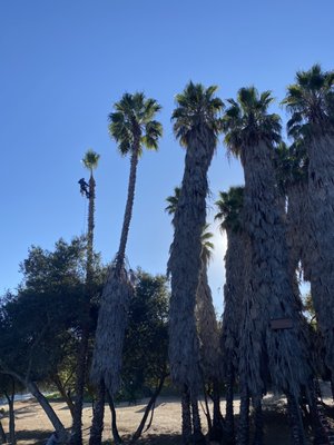10/22 PALM TREE TRIMMING - On this project our client asked us to trim 32 overgrown palm trees. We started as soon as possible so the winds wouldn’t affect us throughout the day. In the end we chipped all of the debris and left the job site with another over satisfied customer!