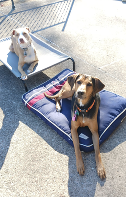 Pet Boarding - I will care for your dog in my home with a safe and comfortable AirBnB style approach. There is plenty of room to run and play in the yard as well as plenty of space to sprawl out and rest inside. This will include feeding, playtime, potty breaks and medication administration if needed. Pet Boarding - I will care for your dog in my home with a safe and comfortable AirBnB style approach. There is plenty of room to run and play in the yard as well as plenty of space to sprawl out and rest inside. This will include feeding, playtime, potty breaks and medication administration if needed.