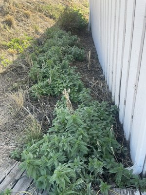 Yard scenery cleanup - This was a side of a barn that was overgrown with weeds and trash. Looks way better now! And safe from snakes. :) Yard scenery cleanup - This was a side of a barn that was overgrown with weeds and trash. Looks way better now! And safe from snakes. :)