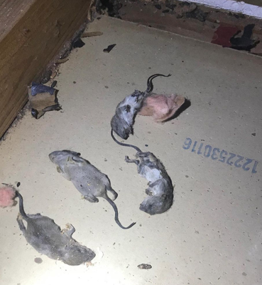 Check Your Attic - It's not the ONE pest you see... It's the THOUSANDS you don't! Take control of your home and call Bug1one at 1-888 Bug-1one (284-1663) to schedule your free estimate today. Check Your Attic - It's not the ONE pest you see... It's the THOUSANDS you don't! Take control of your home and call Bug1one at 1-888 Bug-1one (284-1663) to schedule your free estimate today.