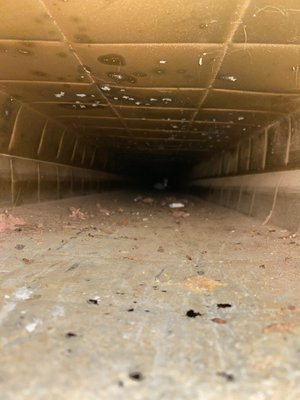 Air Duct Cleaning Excellence: Revitalize Your Home with Maven Air Care's Expert Services! - 🌬️ Experience the Transformation: From Neglect to Fresh Air Bliss! 🌬️

🌟 Introducing Maven Air Care's Duct Cleaning Service 🌟

🌬️ Breathe new life into your home with Maven Air Care, the leading experts in air duct cleaning, dryer vent cleaning, furnace cleaning, AC cleaning, HVAC sanitization, HVAC UV light installation, and mold remediation! Let us regale you with a captivating story of how we turned Mrs. Stephanie S.'s neglected air ducts into a haven of freshness, inspiring you to prioritize the health and cleanliness of your own home.

🌬️ Picture this: A household, unknowingly allowing years of dust, debris, and allergens to accumulate within their air ducts, gradually diminishing indoor air quality. Our team of skilled technicians, armed with cutting-edge equipment and a passion for breathing life into homes, arrived at the scene.

🌬️ Mrs. Stephanie S., greeted us with a mix of skepticism and curiosity, unsure of what to expect from a duct cleaning service. We reassured her, explaining our thorough process and assuring her that her home was in capable hands.

🌬️ As we embarked on the journey to cleanse her ductwork, our technicians meticulously removed years' worth of dirt, pollen, pet dander, and other contaminants that had settled in her air ducts. With every pass of our specialized brushes and powerful suction, a renewed sense of freshness filled the air, as if breathing life into the home.

🌬️ Mrs. Stephanie S.'s reaction was priceless. Her eyes widened, and a smile slowly spread across her face as she took in the crisp, clean air that now permeated every corner of her house. The musty odors that had clung to her home for far too long were replaced by a gentle, inviting aroma of cleanliness.

🌬️ It wasn't just the immediate benefits that won her over; it was the realization of the potential health hazards she had unknowingly exposed herself and her family to. With Maven Air Care's expert services, she felt confident in safeguarding her loved ones against airborne pollutants, allergies, and even mold growth.

🌬️ Inspired by her transformation, Mrs. Stephanie S. shared her experience with friends, family, and neighbors. They, too, recognized the importance of regular air duct cleaning, inspired to take action to improve their indoor air quality. As the word spread, more and more households flocked to Maven Air Care, eager to experience the same revitalizing results.

🌬️ Today, Maven Air Care stands as the go-to choice for those seeking a breath of fresh air within their homes. Don't let your air ducts fall victim to neglect any longer! Join the growing community of satisfied customers and ensure your family's health and comfort with our exceptional services.

🌬️ Contact Maven Air Care now to schedule your duct cleaning and experience the transformative power of clean air. Together, let's make your home a sanctuary of freshness, one breath at a time! 💨✨