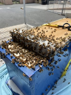 Live bee removals/ relocations - Bee removal from the tree Live bee removals/ relocations - Bee removal from the tree