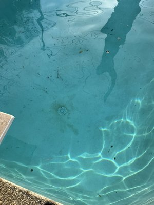 Before and after project. - This was a recent pool clean I did. Before and after project. - This was a recent pool clean I did.