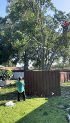 Hazardous Tree Removal - Careful tree removal over a fence and neighboring roof due to a dying top. Our team safely removed the tree in controlled sections to protect nearby structures, ensuring the property and surrounding areas were kept safe throughout the process. Hazardous Tree Removal - Careful tree removal over a fence and neighboring roof due to a dying top. Our team safely removed the tree in controlled sections to protect nearby structures, ensuring the property and surrounding areas were kept safe throughout the process.