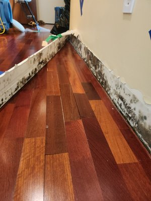 Irvine, 92612 - Water Mitigation and Remediation - Water mitigation and remediation services completed for a client with affected baseboard and flooring due to flood. Irvine, 92612 - Water Mitigation and Remediation - Water mitigation and remediation services completed for a client with affected baseboard and flooring due to flood.