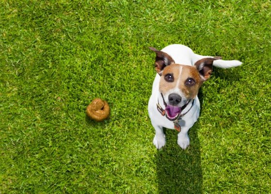 Our Clients - Give your pet the yard you both deserve, a clean one! AZ Poo Patrol offers customized solutions, to fit your needs.
Mention you found us on Yelp and call for a FREE estimate today! Our Clients - Give your pet the yard you both deserve, a clean one! AZ Poo Patrol offers customized solutions, to fit your needs.
Mention you found us on Yelp and call for a FREE estimate today!