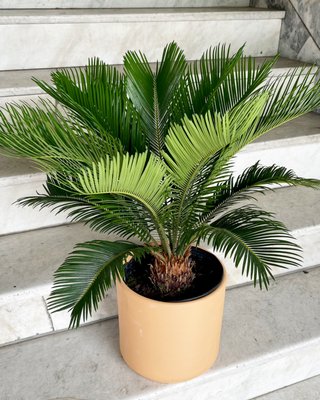Big Plants - We carry a beautiful selection of big plants we handpick from local nurseries each week. Most of are larger plants fit in 10" pots, we have a selection of 10-12" terra cotta pots as well as ceramic gemstone planters in a variety of lovely colors. Big Plants - We carry a beautiful selection of big plants we handpick from local nurseries each week. Most of are larger plants fit in 10" pots, we have a selection of 10-12" terra cotta pots as well as ceramic gemstone planters in a variety of lovely colors.