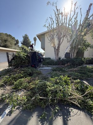 Landscape maintenance - Overgrown trees were taking over this property, so our team stepped in to trim them back and clean up the landscape.
Professional tree trimming to keep your property clean, safe, and well-maintained. Landscape maintenance - Overgrown trees were taking over this property, so our team stepped in to trim them back and clean up the landscape.
Professional tree trimming to keep your property clean, safe, and well-maintained.