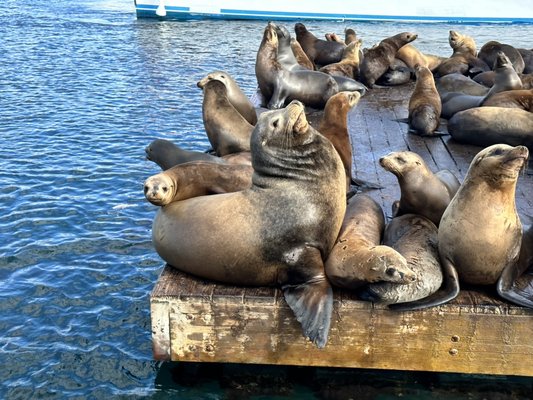 California Sea Lions - We are fortunate to get to see California Sea lions on our tours. Sea lions are mammals so they cannot breathe underwater, so we often find them lounging in docks, boats, rocks and beaches around the harbor. Come out and join us to see them for yourself! California Sea Lions - We are fortunate to get to see California Sea lions on our tours. Sea lions are mammals so they cannot breathe underwater, so we often find them lounging in docks, boats, rocks and beaches around the harbor. Come out and join us to see them for yourself!