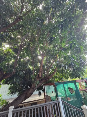 Mango Tree Trimming - Delivering Excellence, Safely and Seamlessly – Your Vision, Our Commitment
At ImpactTreesandLandscaping, we don’t just complete projects — we build lasting partnerships grounded in trust, safety, and precision. Recently, we successfully delivered a complex project, ensuring every step was executed with the highest safety standards and meticulous attention to detail.
Working hand-in-hand with our client, we transformed their vision into reality, achieving outstanding results that exceeded expectations. From initial planning through to completion, our collaborative approach guaranteed that every objective was met, every challenge addressed, and every milestone celebrated.
Why Choose ImpactTreesandLandscaping?
Safety First: Rigorous protocols and best practices to protect people and property
Client-Centric Collaboration: Transparent communication and tailored solutions at every stage
Proven Results: Projects delivered on time, within budget, and to your satisfaction
Ready to turn your project goals into success stories? Partner with us and experience the difference of a team that values your vision and delivers with excellence. Mango Tree Trimming - Delivering Excellence, Safely and Seamlessly – Your Vision, Our Commitment
At ImpactTreesandLandscaping, we don’t just complete projects — we build lasting partnerships grounded in trust, safety, and precision. Recently, we successfully delivered a complex project, ensuring every step was executed with the highest safety standards and meticulous attention to detail.
Working hand-in-hand with our client, we transformed their vision into reality, achieving outstanding results that exceeded expectations. From initial planning through to completion, our collaborative approach guaranteed that every objective was met, every challenge addressed, and every milestone celebrated.
Why Choose ImpactTreesandLandscaping?
Safety First: Rigorous protocols and best practices to protect people and property
Client-Centric Collaboration: Transparent communication and tailored solutions at every stage
Proven Results: Projects delivered on time, within budget, and to your satisfaction
Ready to turn your project goals into success stories? Partner with us and experience the difference of a team that values your vision and delivers with excellence.