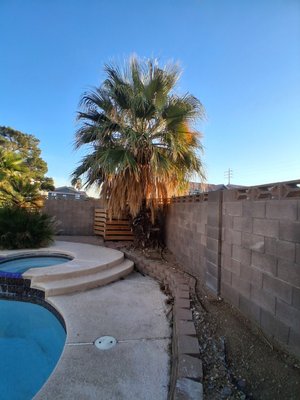 plam tree trimming and skin before - before and after
