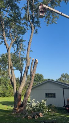 Tree removal after lightning strike - Tree was struck by lightning Tree removal after lightning strike - Tree was struck by lightning
