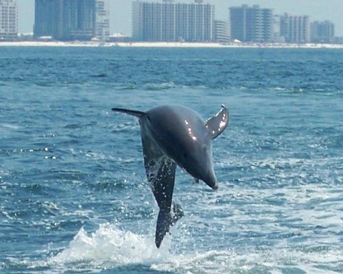 Come see the Dolphins! - Let the ocean be your playground! Come on a dolphin cruise with us and see for yourself! Book your trip today!! Come see the Dolphins! - Let the ocean be your playground! Come on a dolphin cruise with us and see for yourself! Book your trip today!!