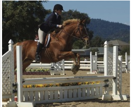 Horse Riding Lessons - Lessons Available - outdoor and indoor arenas, round pen and a small jump field Horse Riding Lessons - Lessons Available - outdoor and indoor arenas, round pen and a small jump field