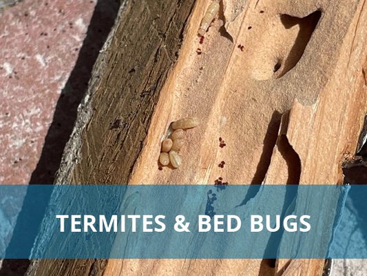 Termites In Action! - Some up-close views of what might be going on behind the scenes in your home!