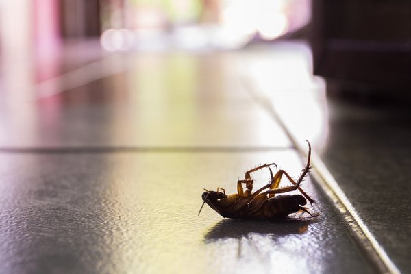 🪳Cockroach Services 🪳 - Majority of our calls are for “German Cockroaches” (small and brown) and “Oriental Cockroaches” (larger and black colored mostly found outside or near your floor boards). We are heavily specialized in this field and can help immediately! 🪳Cockroach Services 🪳 - Majority of our calls are for “German Cockroaches” (small and brown) and “Oriental Cockroaches” (larger and black colored mostly found outside or near your floor boards). We are heavily specialized in this field and can help immediately!