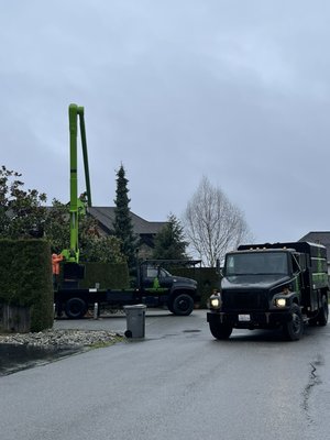 Magnolia height reduction and hedge trim. - On this project we reduced the height on magnolia trees and cleaned up the hedge. No job is too big nor too small!