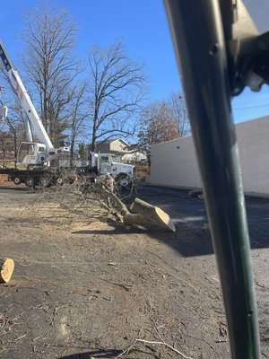 Tree service - All tree service rendered stump grinding removal trimming Tree service - All tree service rendered stump grinding removal trimming