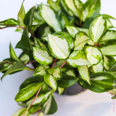 Rare or Specimen Hoya - Call or visit our website for current Hoya availability.