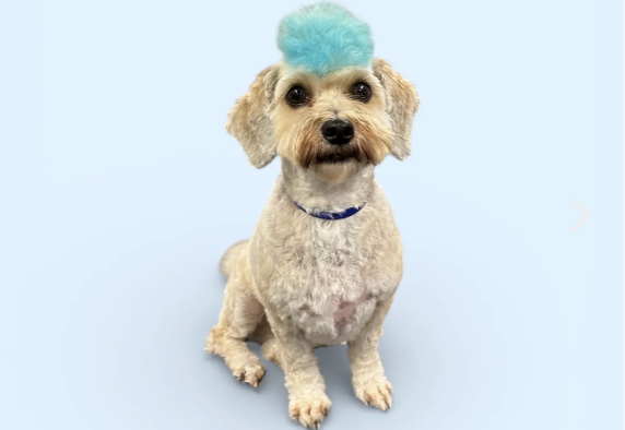 The Paradise Grooming Experience - At A Pet’s Paradise, grooming is a thoughtfully curated spa experience designed with your pet’s comfort, well being, and happiness in mind. From the moment your pet arrives, our goal is to create a calm, positive experience where they feel safe, cared for, and genuinely pampered. We believe every pet deserves more than a quick in-and-out groom. That’s why we focus on quality over quantity, taking the time to understand each pet’s comfort level, coat needs, and personality. Your dog’s comfort and safety always come first. (Dog grooming only.) The Paradise Grooming Experience - At A Pet’s Paradise, grooming is a thoughtfully curated spa experience designed with your pet’s comfort, well being, and happiness in mind. From the moment your pet arrives, our goal is to create a calm, positive experience where they feel safe, cared for, and genuinely pampered. We believe every pet deserves more than a quick in-and-out groom. That’s why we focus on quality over quantity, taking the time to understand each pet’s comfort level, coat needs, and personality. Your dog’s comfort and safety always come first. (Dog grooming only.)