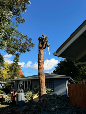 Tree Removal - Tree Removal Experts of Jackson & Josephine County

Tree removal isn’t just about cutting down a tree — it’s about doing it safely, efficiently, and with respect for the property you’ve worked hard to maintain. At Three Brothers Tree & Property Services, we understand how important your home and land are to you, which is why we take great care to protect your surroundings throughout every step of the process. Whether a tree is dead, diseased, storm-damaged, or creating a safety risk, our experienced team will assess the situation and develop a safe, customized plan for removal.

We start every project with a thorough walk-through alongside the property owner, taking time to listen to your concerns and goals. We offer honest recommendations based on years of experience, with a focus on safety, long-term results, and the overall health of your property. Our crew is skilled in both climbing and technical rigging, allowing us to handle even the most challenging removals — including those in tight spaces or near structures.



Every cut we make is deliberate and controlled to minimize risk and maximize safety. And when the job is done, we don’t just leave a pile of debris — we take the time to clean up thoroughly and leave your property looking better than we found it. From the first walkthrough to the final rake, we treat your space with the same care and pride we would our own.