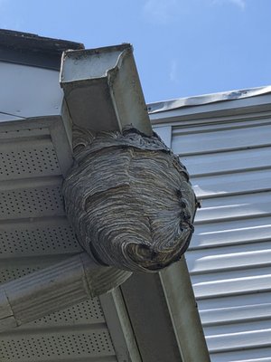 Bald Faced Hornets - Late summer is when bald faced hornets nests become very visible. It may seem like they came out of nowhere, but it takes months to build a nest. As food supplies for the hornets dwindle in late summer, the hornets get more aggressive at defending the nest.
