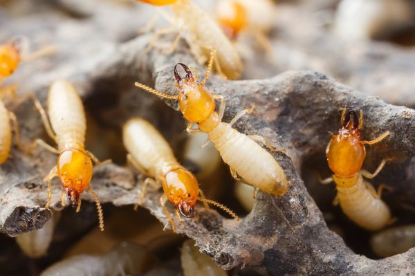 Pest Control - We can handle every aspect of pest control. From those pesky ants, to raccoons in attic. Pest Control - We can handle every aspect of pest control. From those pesky ants, to raccoons in attic.