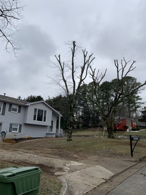Tree Pruning - This project was done by our professional team. Tree topping. Tree Pruning - This project was done by our professional team. Tree topping.