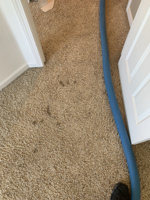Carpet Cleaning Windsor, CA! 8/3/2021 - This was a cleaning done in Windsor, CA ON 8/2/2021 Carpet Cleaning Windsor, CA! 8/3/2021 - This was a cleaning done in Windsor, CA ON 8/2/2021
