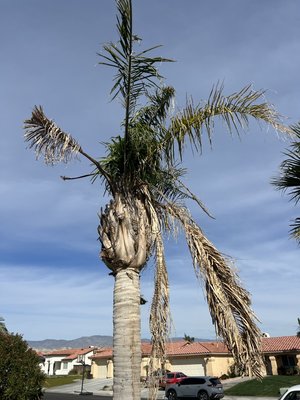 Palm trees Service ￼ - Reliable and professional service from Ramirez Landscape team.