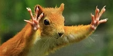 We Service Residential and Commercial Properties - initial inspections for possible problematic areas
animal nuisance capture and removal services
ex. skunks, snakes, raccoons, opossums,
squirrels, rabbits, mice, moles, rats, birds,
beavers, deer, groundhogs, mink, muskrats,
otter, coyotes, and fox
property management
habitat consultant
beaver control
bird control
rodent control
clean up and clean out We Service Residential and Commercial Properties - initial inspections for possible problematic areas
animal nuisance capture and removal services
ex. skunks, snakes, raccoons, opossums,
squirrels, rabbits, mice, moles, rats, birds,
beavers, deer, groundhogs, mink, muskrats,
otter, coyotes, and fox
property management
habitat consultant
beaver control
bird control
rodent control
clean up and clean out
