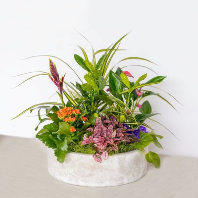Planter Gardens & Potted Plants - Bring in the best of the outdoors with our customized planter gardens. We have a variety of plants in baskets and ceramic containers available – everything from house plants to colorful blooming and tropical plants! We utilize the best local plants available in San Diego to deliver unforgettable arrangements. Order house plant delivery in San Diego from Four Seasons Flowers and add something unique to your home or business! You’re sure to love our variety of local fresh, seasonal plants. Planter Gardens & Potted Plants - Bring in the best of the outdoors with our customized planter gardens. We have a variety of plants in baskets and ceramic containers available – everything from house plants to colorful blooming and tropical plants! We utilize the best local plants available in San Diego to deliver unforgettable arrangements. Order house plant delivery in San Diego from Four Seasons Flowers and add something unique to your home or business! You’re sure to love our variety of local fresh, seasonal plants.