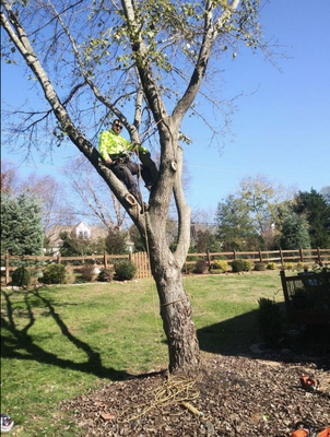 Tree Trimming - Call today to book your appointment