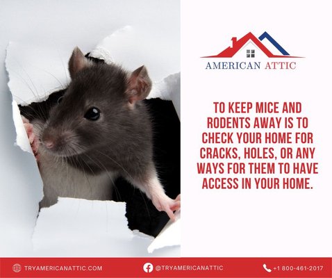 Rodent Proofing - American Attic sets a new standard in attic and crawl space services, ensuring a seamless experience from your initial call to the project's completion. Our commitment to excellence is unwavering; we prioritize professionalism, employing highly trained technicians and cutting-edge equipment. Safety is paramount, reflected in the use of top-quality protective gear and materials.
As guests in your home, we approach our work with utmost respect for you and your property. Rest assured, we are fully licensed, bonded, and insured, striving to counter the negative reputation some contractors have cast on the industry. We aim to rebuild trust, one job at a time, by delivering premium customer care and communication. Satisfied customers often refer us to friends and family.
Our dedication extends to all our services, including attic and crawl space cleaning, encapsulation, duct sealing, vapor barrier installation, water remediation, and insulation removal. When you choose American Attic, expect:
⦿ Cutting-edge technology for energy efficiency
⦿ Expert technicians
⦿ Eco-friendly products and practices
⦿ Consistent professionalism and communication
⦿ Superior workmanship
⦿ Affordable pricing
Join the ranks of delighted customers who have experienced the American Attic difference. We're not just transforming spaces; we're elevating expectations in the industry Rodent Proofing - American Attic sets a new standard in attic and crawl space services, ensuring a seamless experience from your initial call to the project's completion. Our commitment to excellence is unwavering; we prioritize professionalism, employing highly trained technicians and cutting-edge equipment. Safety is paramount, reflected in the use of top-quality protective gear and materials.
As guests in your home, we approach our work with utmost respect for you and your property. Rest assured, we are fully licensed, bonded, and insured, striving to counter the negative reputation some contractors have cast on the industry. We aim to rebuild trust, one job at a time, by delivering premium customer care and communication. Satisfied customers often refer us to friends and family.
Our dedication extends to all our services, including attic and crawl space cleaning, encapsulation, duct sealing, vapor barrier installation, water remediation, and insulation removal. When you choose American Attic, expect:
⦿ Cutting-edge technology for energy efficiency
⦿ Expert technicians
⦿ Eco-friendly products and practices
⦿ Consistent professionalism and communication
⦿ Superior workmanship
⦿ Affordable pricing
Join the ranks of delighted customers who have experienced the American Attic difference. We're not just transforming spaces; we're elevating expectations in the industry