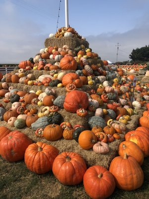 Borchard Farms Pumpkin Patch - - Lots of varieties and sizes of pumpkins, gourds and squash available.
- We write Family name or holiday greeting on a giant pumpkin for front porch or yard display.
- We accept information and graphic designs for your engraved pumpkin that can last up to a year!!
- Borchard farms have a 5 acre corn maze and open everyday.

Free admission to pumpkin patch and our 5-acre corn maze!