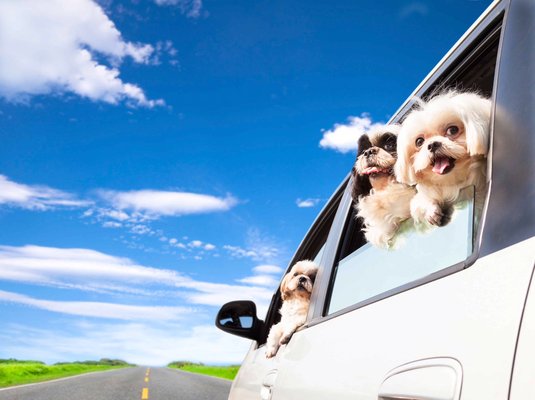 PET TAXI - Does your pet need to go somewhere?  Do you need help getting them to or from somewhere?  We provide a safe, secure service to get them to the vet, groomers, or to hang out with us for Day Care or Boarding?  Maybe they need to be boarded for a trip cross country or picked up from their flight. Let us know how we can help with that.