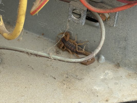Scorpion - Scorpions are common in San Antonio, and an encounter can be quite a shock. Their sting causes intense pain and can lead to swelling and other reactions. We eliminate scorpions at their source to provide peace of mind and a more comfortable environment for your family. Scorpion - Scorpions are common in San Antonio, and an encounter can be quite a shock. Their sting causes intense pain and can lead to swelling and other reactions. We eliminate scorpions at their source to provide peace of mind and a more comfortable environment for your family.